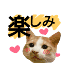 我が家の犬と猫(ハスキー)（個別スタンプ：23）
