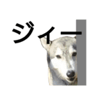 我が家の犬と猫(ハスキー)（個別スタンプ：24）