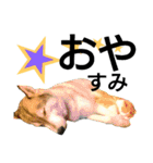 我が家の犬と猫(ハスキー)（個別スタンプ：26）