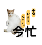 我が家の犬と猫(ハスキー)（個別スタンプ：27）