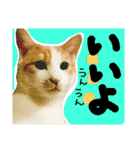我が家の犬と猫(ハスキー)（個別スタンプ：28）