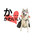 我が家の犬と猫(ハスキー)（個別スタンプ：29）