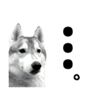 我が家の犬と猫(ハスキー)（個別スタンプ：32）