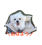 マルチーズ める。（個別スタンプ：1）
