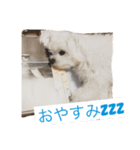 マルチーズ める。（個別スタンプ：2）