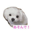 マルチーズ める。（個別スタンプ：6）