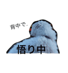 マルチーズ める。（個別スタンプ：8）