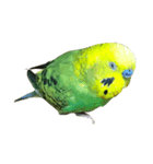 インコのぷくちゃん（個別スタンプ：1）