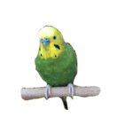 インコのぷくちゃん（個別スタンプ：2）