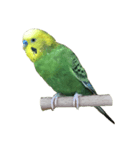 インコのぷくちゃん（個別スタンプ：3）