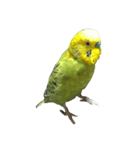 インコのぷくちゃん（個別スタンプ：4）