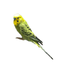 インコのぷくちゃん（個別スタンプ：5）