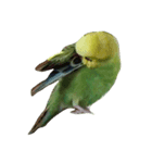 インコのぷくちゃん（個別スタンプ：6）