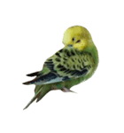 インコのぷくちゃん（個別スタンプ：7）