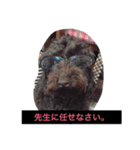 ミディプー（個別スタンプ：5）