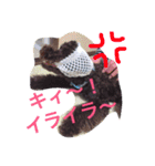 ミディプー（個別スタンプ：10）