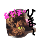 ミディプー（個別スタンプ：14）