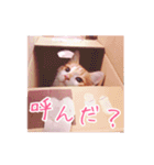 メインクーンのてまりちゃん（個別スタンプ：3）