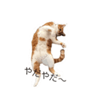 茶白坊ちゃん猫（個別スタンプ：1）