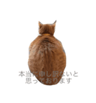 茶白坊ちゃん猫（個別スタンプ：3）