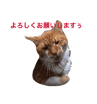 茶白坊ちゃん猫（個別スタンプ：4）