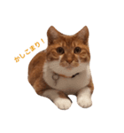 茶白坊ちゃん猫（個別スタンプ：5）
