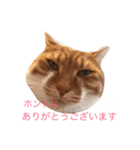 茶白坊ちゃん猫（個別スタンプ：7）