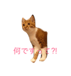 茶白坊ちゃん猫（個別スタンプ：8）