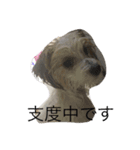 chobibi（個別スタンプ：1）