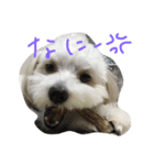 chobibi（個別スタンプ：3）