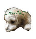 chobibi（個別スタンプ：6）