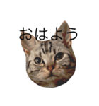 猫の福くん（個別スタンプ：2）