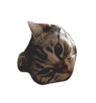 猫の福くん（個別スタンプ：3）