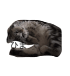 猫の福くん（個別スタンプ：5）