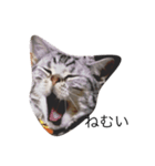 猫の福くん（個別スタンプ：6）