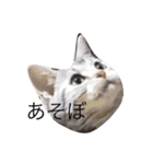 猫の福くん（個別スタンプ：7）