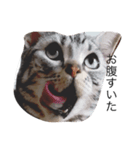 猫の福くん（個別スタンプ：8）
