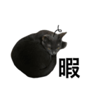 猫のミュウちゃん（個別スタンプ：6）