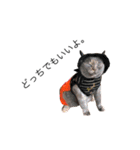 黒ポメのポコと猫with可憐（個別スタンプ：3）