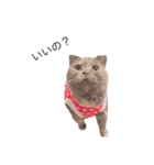 黒ポメのポコと猫with可憐（個別スタンプ：9）