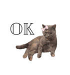 黒ポメのポコと猫with可憐（個別スタンプ：11）