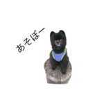 黒ポメのポコと猫with可憐（個別スタンプ：14）