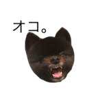 黒ポメのポコと猫with可憐（個別スタンプ：19）