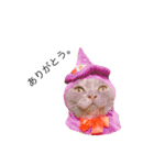 黒ポメのポコと猫with可憐（個別スタンプ：25）