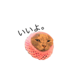 黒ポメのポコと猫with可憐（個別スタンプ：30）