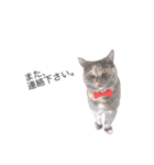 黒ポメのポコと猫with可憐（個別スタンプ：32）