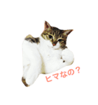 im mira（個別スタンプ：1）