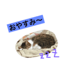 im mira（個別スタンプ：3）