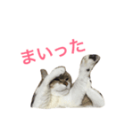 im mira（個別スタンプ：7）