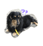 愛犬ライトその2（個別スタンプ：2）